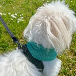 Active Canis Cooling Bandana