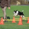 Agility Forhindringssæt | Trixie