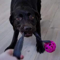 Bungee Tugger Med Bold | Trixie