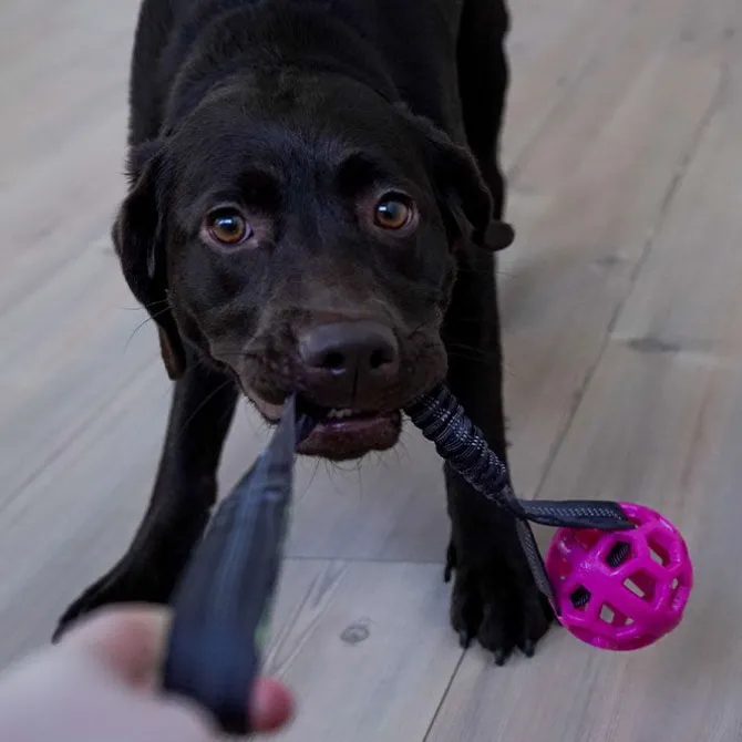 Bungee Tugger Med Bold | Trixie