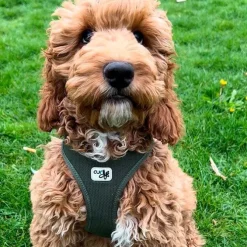 Curli Clasp Air Mesh Step-in Hundesele