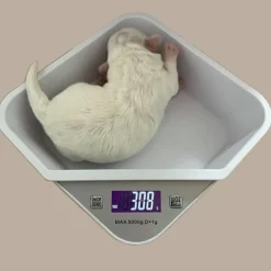 Digital Hvalpevægt | Op Til 5000g
