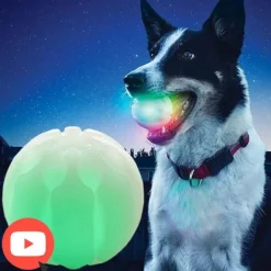 Glow Streak LED Hundebold