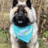 It's My Birthday Bandana | Turkis