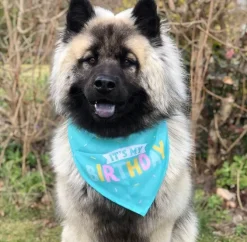 It's My Birthday Bandana | Turkis