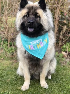 It's My Birthday Bandana | Turkis