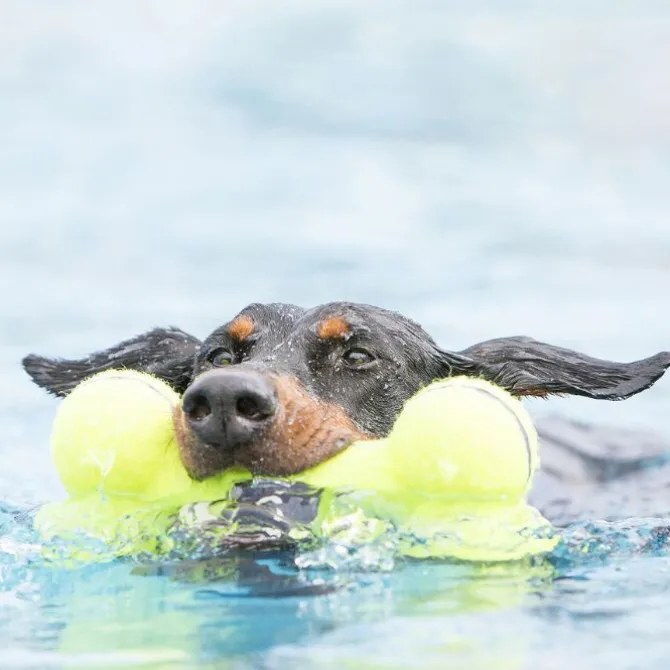 KONG AirDog Bone