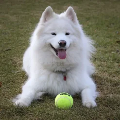 KONG AirDog Squeaker Tennisbold L