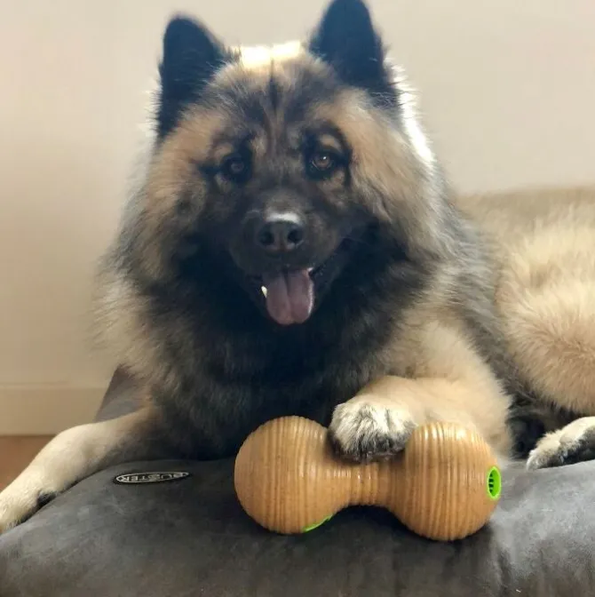 KONG Bamboo Feeder Dumbell