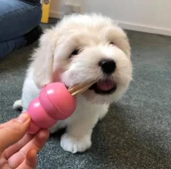 KONG Puppy Small | Hvalpelegetøj