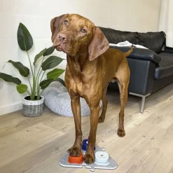 Min-Hund-Kan-Tale-Knap | 3pak OUTLET