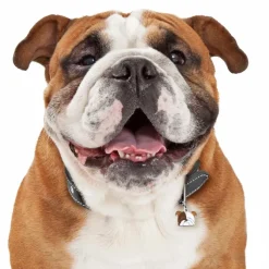 My Family | Engelsk Bulldog Hundetegn