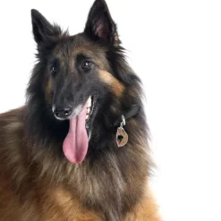 My Family | Hundetegn Belgian Shepherd