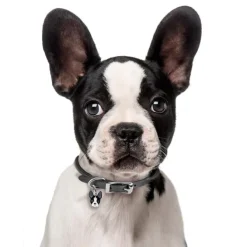 My Family | Hundetegn Boston Terrier
