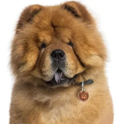 My Family | Hundetegn Chow Chow