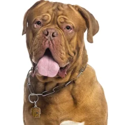 My Family | Hundetegn Dogue De Bordeaux