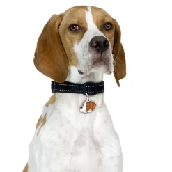 My Family | Hundetegn Engelsk Pointer