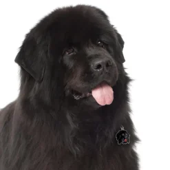 My Family | Hundetegn Newfoundland