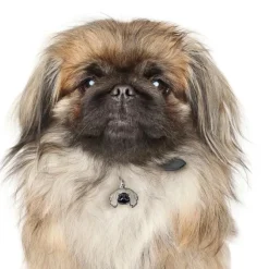 My Family | Hundetegn Pekingeser