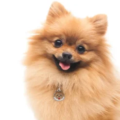 My Family | Hundetegn Pomeranian