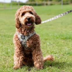 Ollipet City Lux Hundesnor | Camouflage