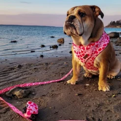 Ollipet City Lux Hundesnor | Hearts Of Love