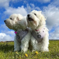 Ollipet City Lux Selesæt | Olli Paws / Cute Little Dots Z1