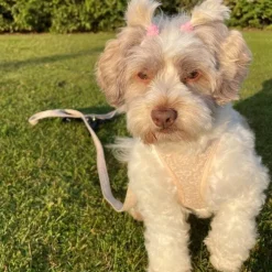 Ollipet Flora Step-in Hundesele