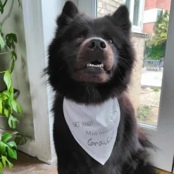 Ollipet "Gæt Hvad? Min Mor Er Gravid" Bandana