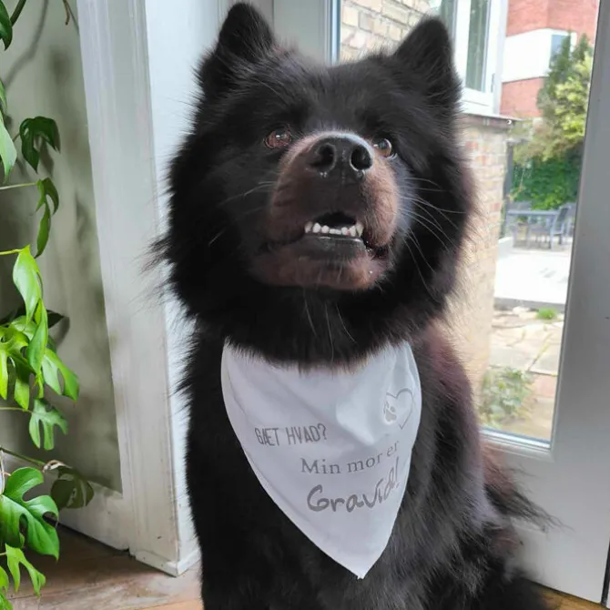 Ollipet "Gæt Hvad? Min Mor Er Gravid" Bandana