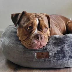 Ollipet Kaya Wellness Donut | Grå