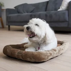 Ollipet Kaya Wellness Madras