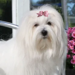 Ollipet Prikket Hundesløjfe