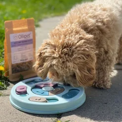 Ollipet Roman Compass Aktivitetsspil | Niveau 1