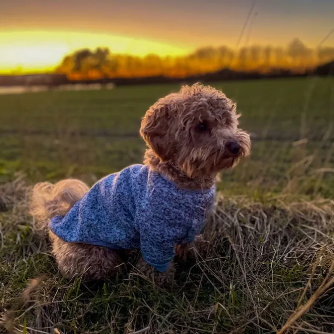 Ollipet Softy Hundetrøje