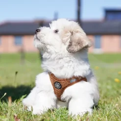 Ollipet Teddy Sæt | Brun Z1