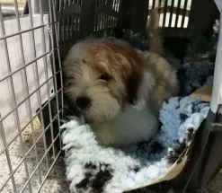 Skudo Hundetransportbur