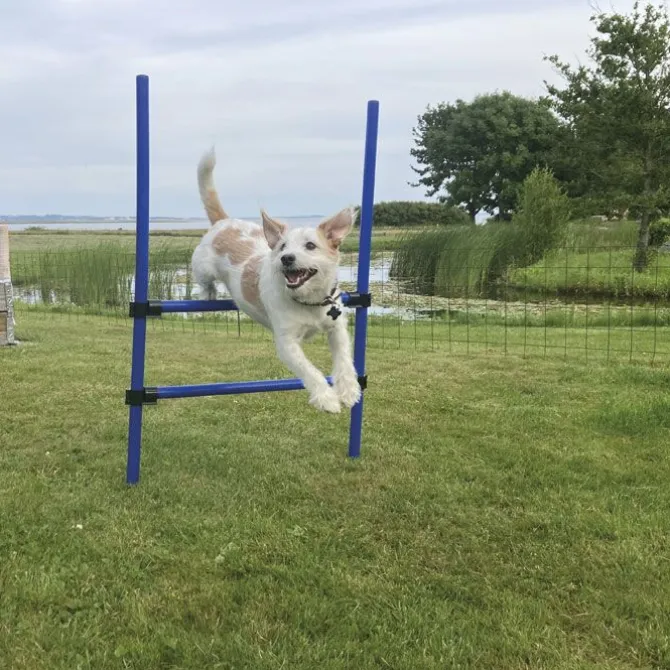 Trixie Agility Ring