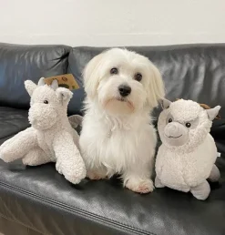 Trixie Be Eco Alpaca Eyleen | Genbrugsplys