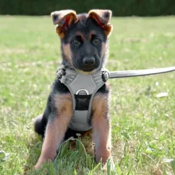 TrueLove Explosion Proof | LUKSUS Hundesele